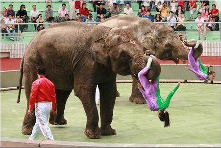 上海野生動(dòng)物園攻略，探索野生動(dòng)物的樂園，上海野生動(dòng)物園攻略，探索野生動(dòng)物的奇妙樂園
