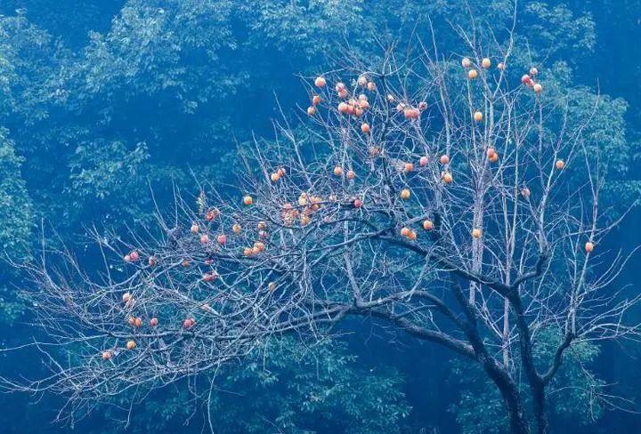 全國(guó)氣溫一覽表，氣候差異與地域特色，全國(guó)氣溫差異及地域特色概覽，氣候差異與地域特色一覽表