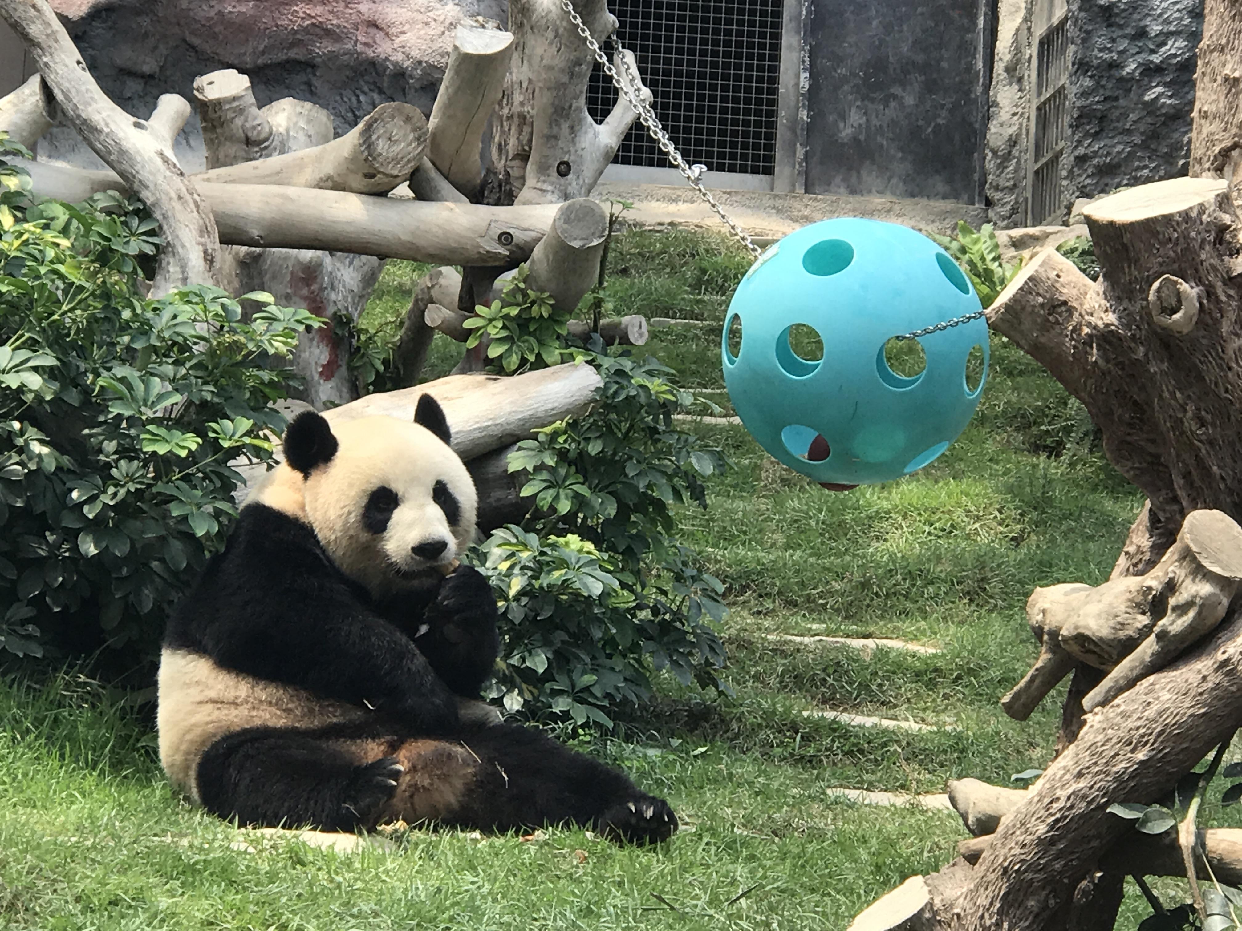 澳門9肖十碼正確圖片——警惕背后的風(fēng)險(xiǎn)與挑戰(zhàn)，澳門9肖十碼圖片背后的風(fēng)險(xiǎn)與挑戰(zhàn)警惕