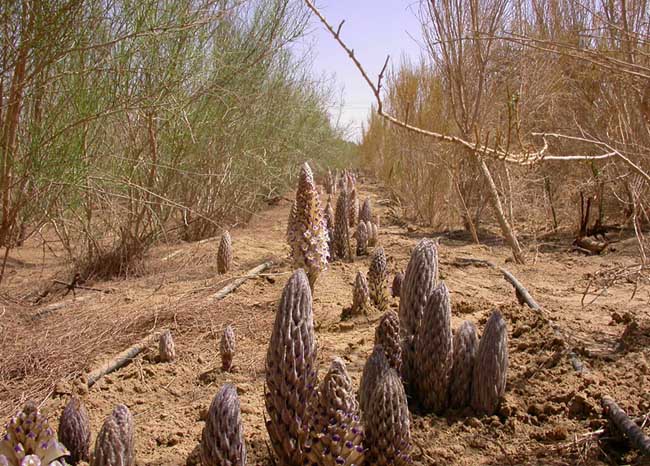 肉蓯蓉的功效與作用，揭示神奇的自然藥材，肉蓯蓉，神奇自然藥材的奧秘與功效解析