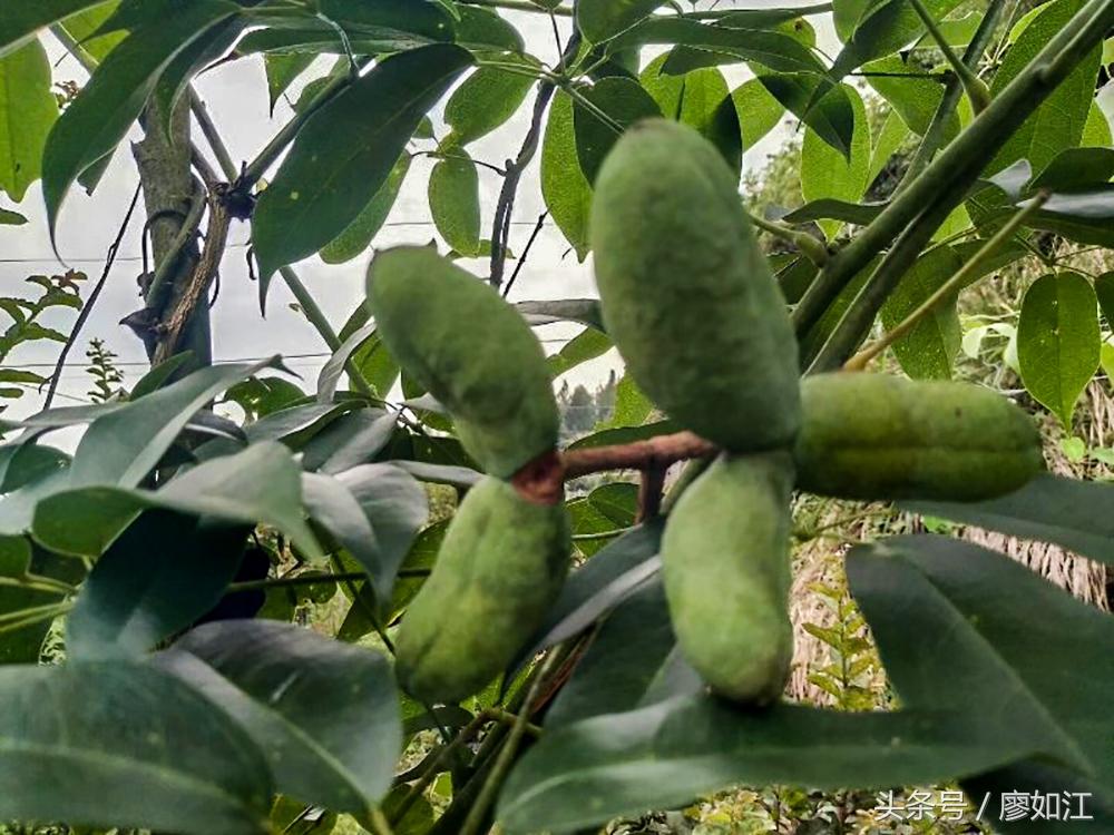 痛經(jīng)怎么辦？快速止痛的有效方法，痛經(jīng)快速止痛的有效方法