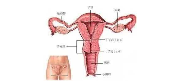 揭秘盆腔積液的背后，引起原因及防治策略，揭秘盆腔積液真相，成因解析與防治策略