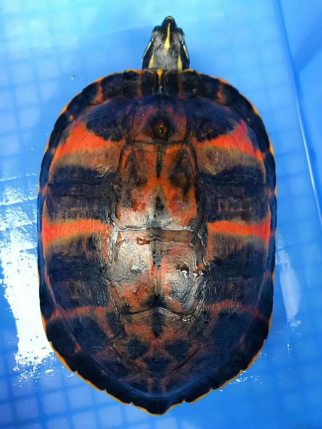 龜頭長紅點的原因及應(yīng)對方法，龜頭長紅點，原因解析與應(yīng)對方法