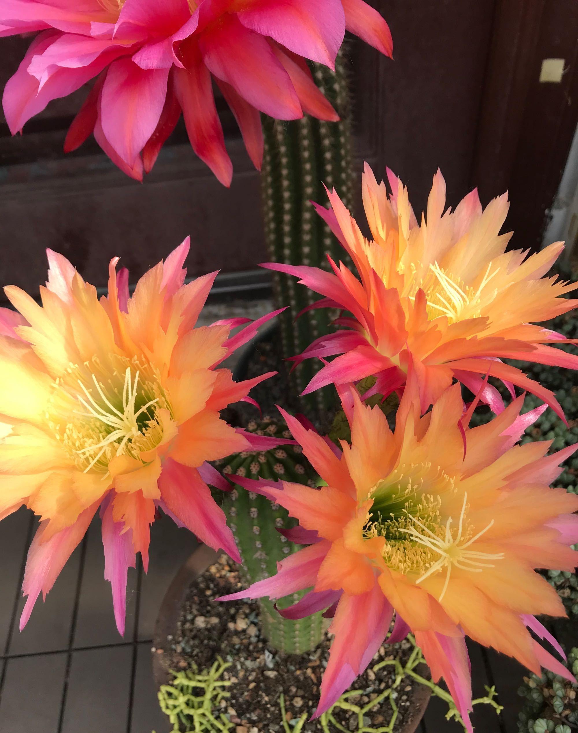 愛的厘米演員表及角色深度解析，愛的厘米演員陣容及角色深度剖析