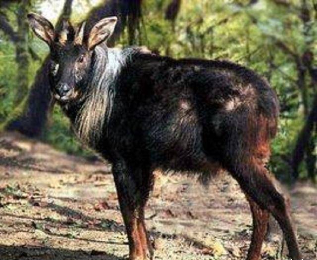 揭秘劉伯溫四不像一肖中特良的秘密，劉伯溫四不像一肖特良秘密揭秘