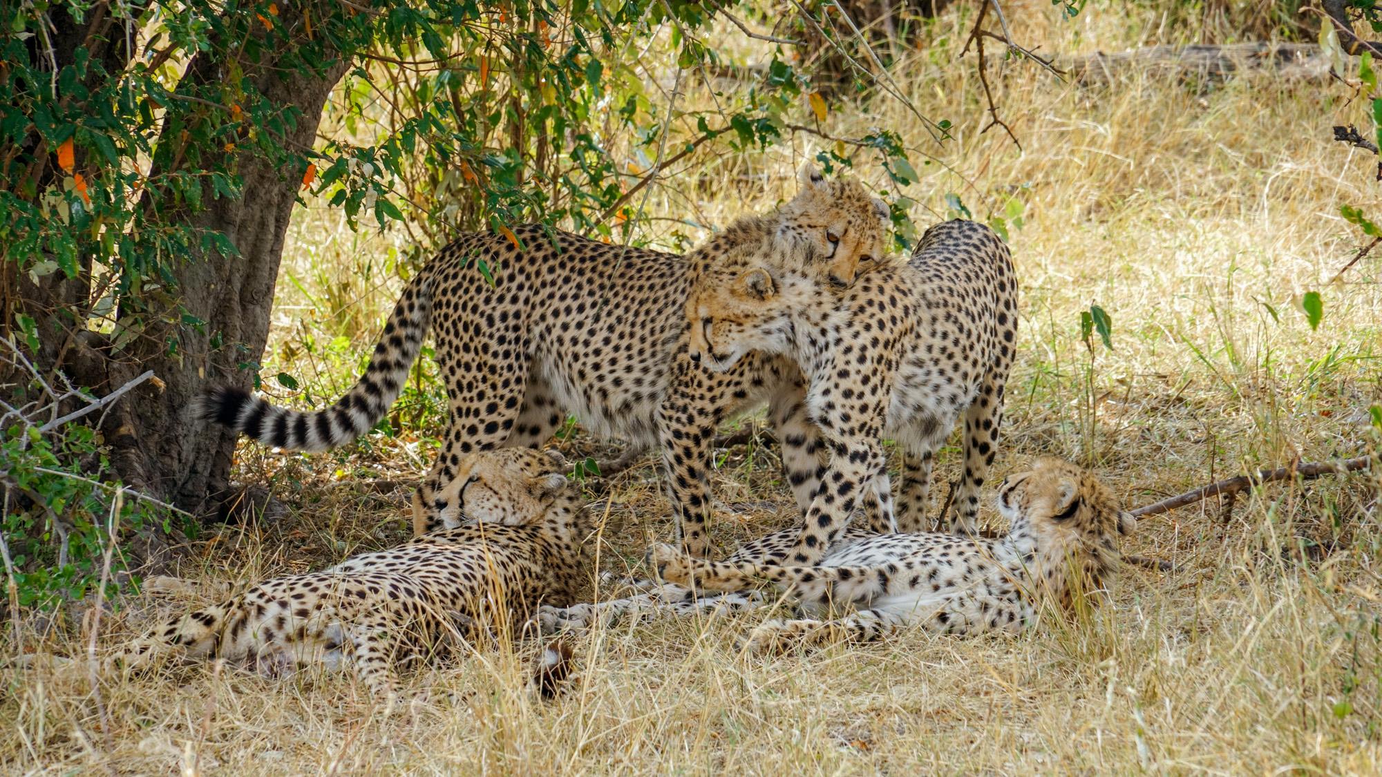 揭秘生肖之王，揭秘神秘的20一肖動物圖王中王背后的故事與奧秘，揭秘生肖之王，探尋神秘的動物圖王背后的故事與奧秘