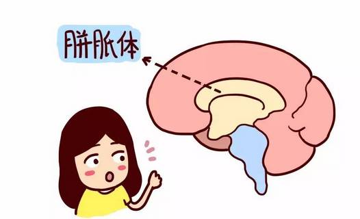 智力低與開竅晚的區(qū)別，理解差異與發(fā)掘潛力的關(guān)鍵，智力低與開竅晚，差異理解及潛力發(fā)掘的關(guān)鍵所在