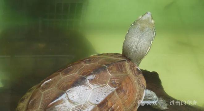 龜真菌感染圖片，識(shí)別、預(yù)防與治療，龜真菌感染詳解，圖片識(shí)別、預(yù)防與治療方法