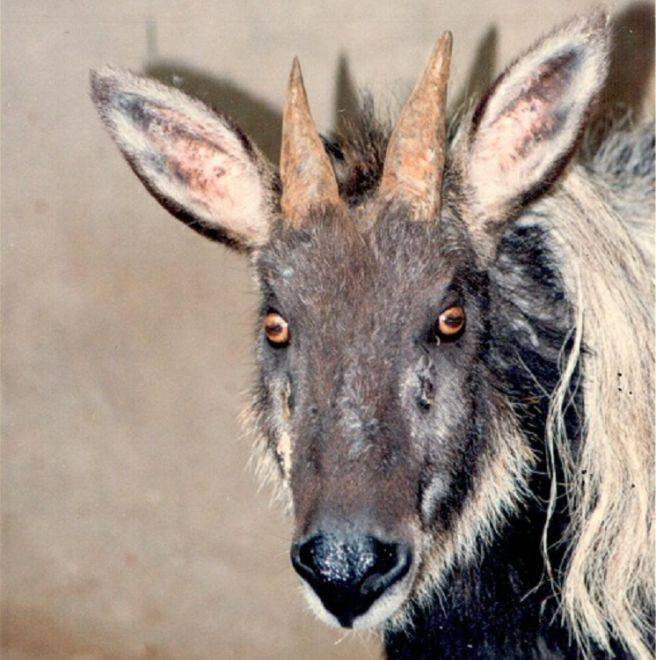 王中王四不像必正一肖，揭秘背后的奧秘，揭秘王中王四不像必正一肖背后的奧秘