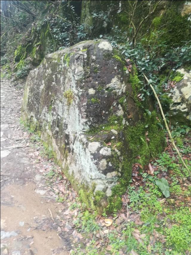 揭秘正版四不像劉伯溫一肖中的奧秘，揭秘劉伯溫正版四不像生肖預(yù)測(cè)之謎
