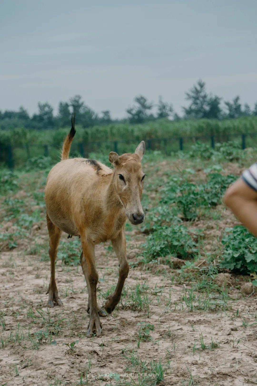 四不像王中王一肖中特