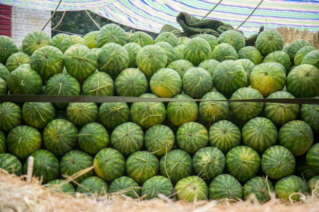 澳門三期內必開一肖——揭秘生肖彩票的神秘面紗，揭秘澳門生肖彩票的神秘面紗，三期內必開一肖的真相