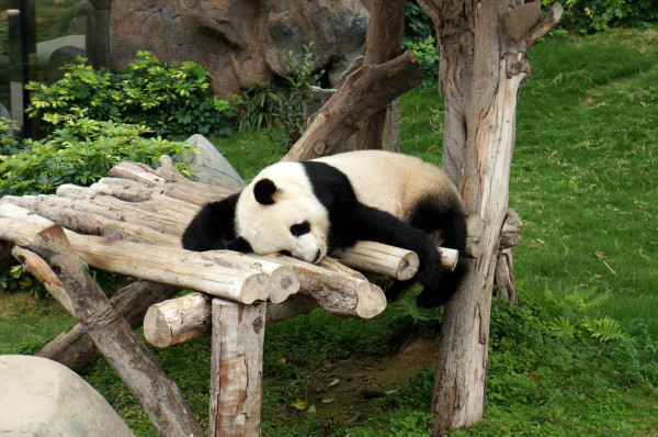 澳門今期正版四不像圖片搜尋指南，澳門今期正版四不像圖片搜尋攻略