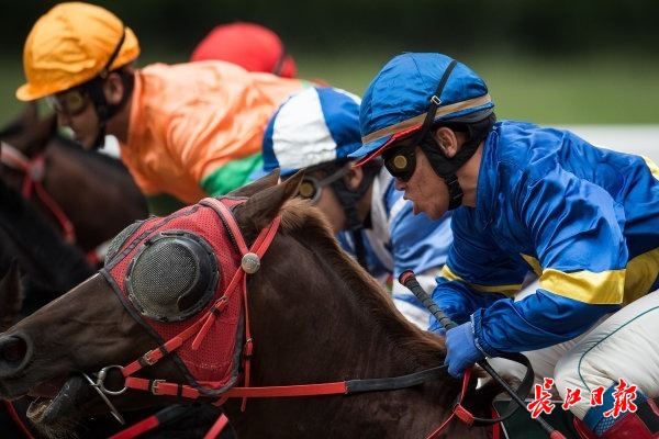 王中王兔費一肖，揭秘背后的故事與奧秘，揭秘王中王兔費一肖背后的故事與奧秘