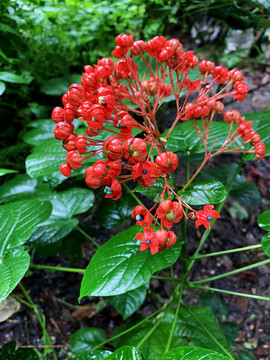 狀元紅97049精準(zhǔn)資料，深度解析與探索，狀元紅97049精準(zhǔn)資料深度解析與探索揭秘