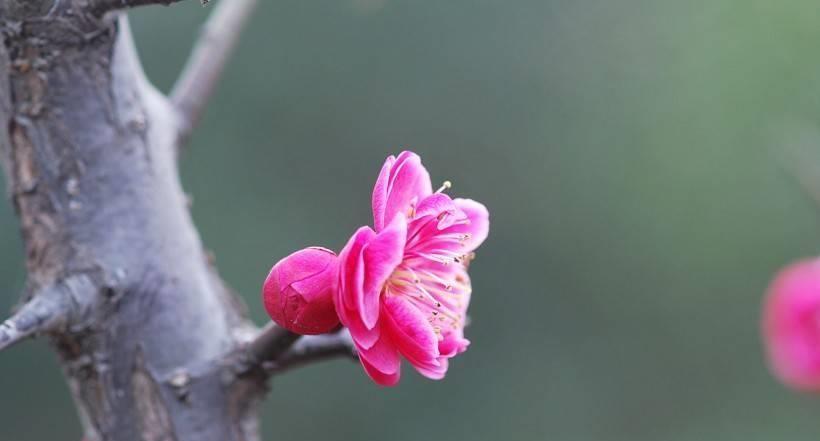 一肖是啥意思——深度解析生肖文化中的神秘符號(hào)，一肖的含義揭秘，深度解讀生肖文化中的神秘符號(hào)