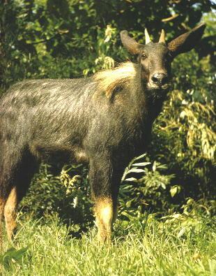 正版四不像資料免費大全