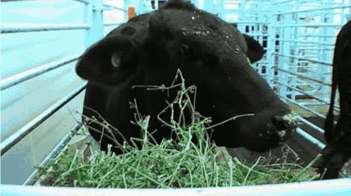 全國(guó)病毒感染最新消息，全面解析與應(yīng)對(duì)策略，全國(guó)病毒感染最新動(dòng)態(tài)，全面解析及應(yīng)對(duì)策略