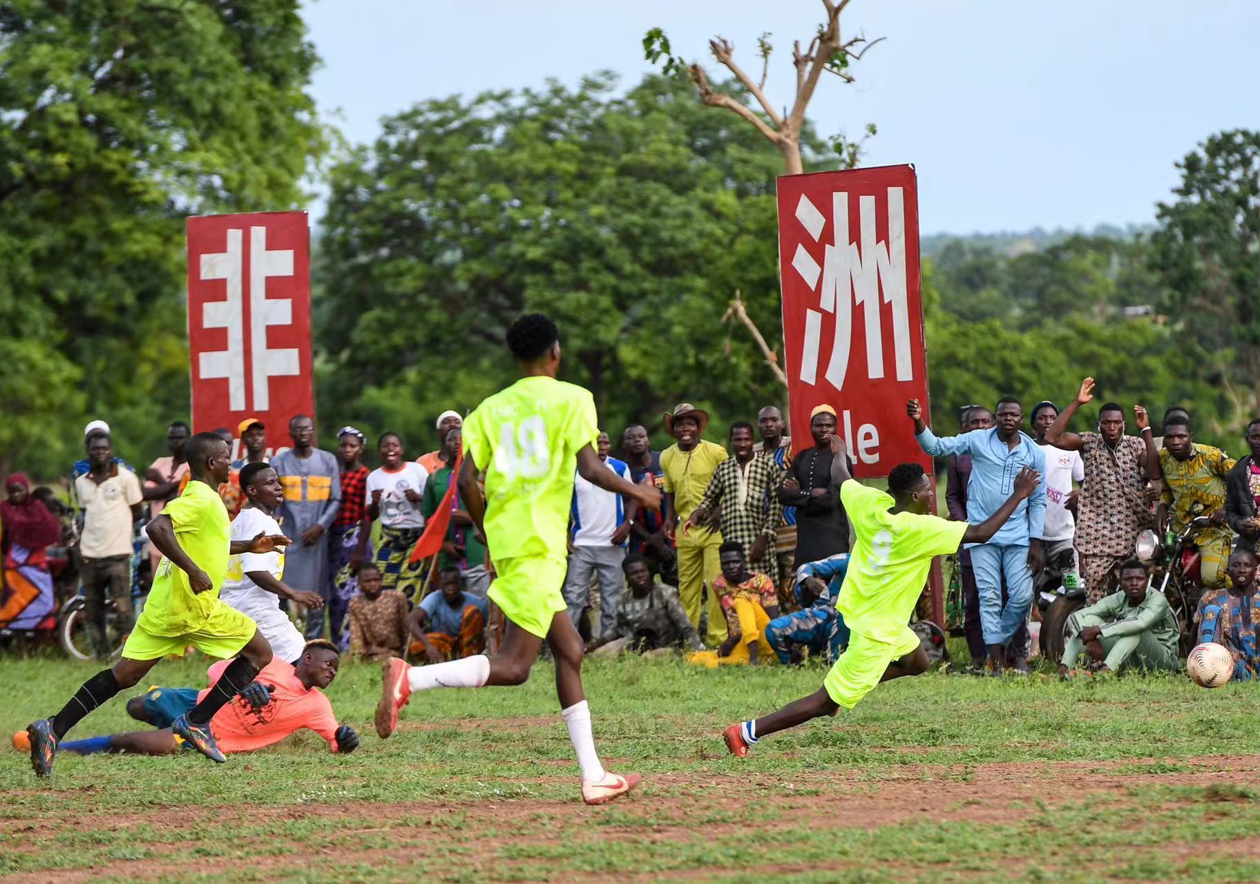 揭秘林中王中王，探尋神秘生肖之謎，揭秘林中王中王，探尋生肖神秘之謎