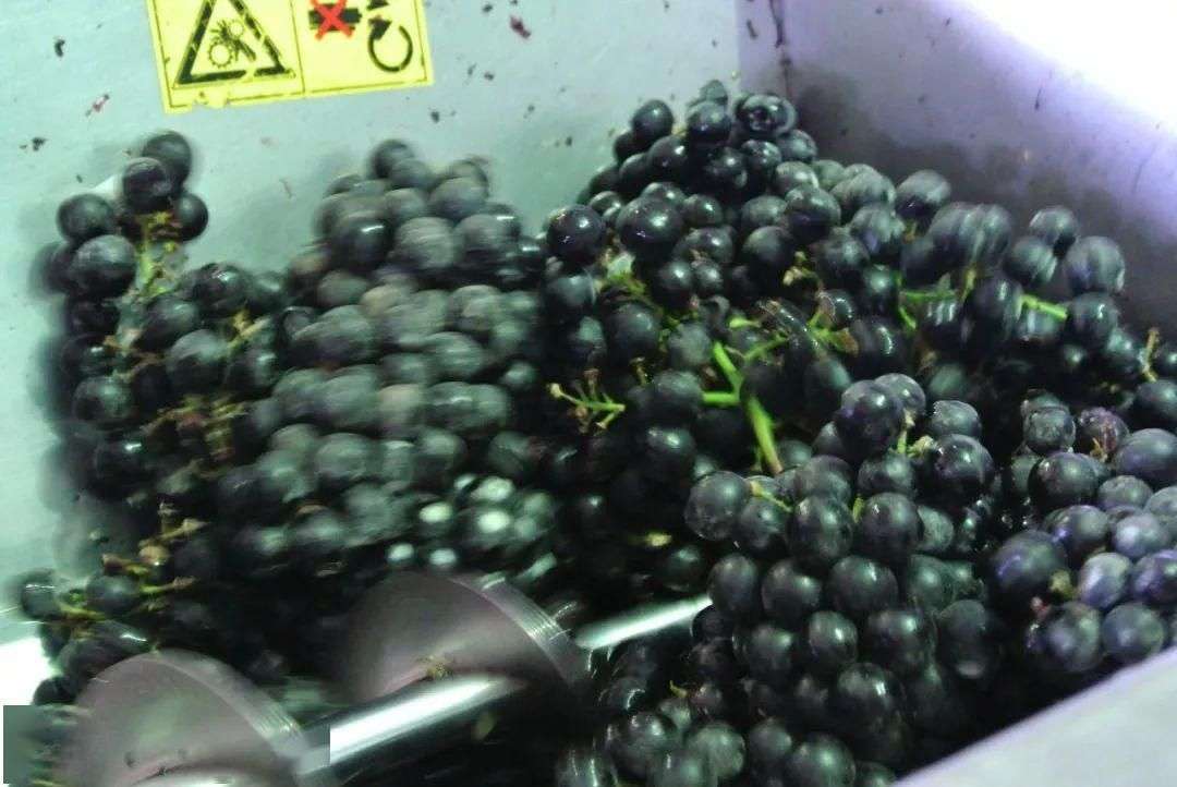 葡萄不準掉出來，晚上檢查的秘密與SEO優(yōu)化策略，葡萄挑戰(zhàn)，夜間檢查的秘密與SEO優(yōu)化策略揭秘