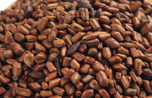 決明子六大潛在害處，揭示真相，警惕使用風險，決明子六大潛在害處揭秘，使用風險警惕與真相揭示