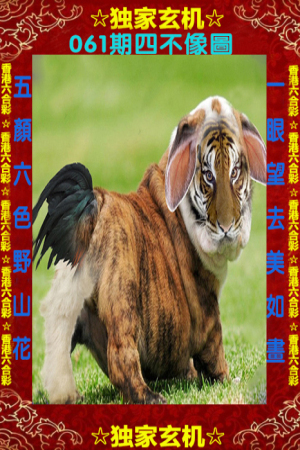 王中王四不像平特一肖，神秘現(xiàn)象與探索，王中王四不像平特一肖，神秘現(xiàn)象深度探索