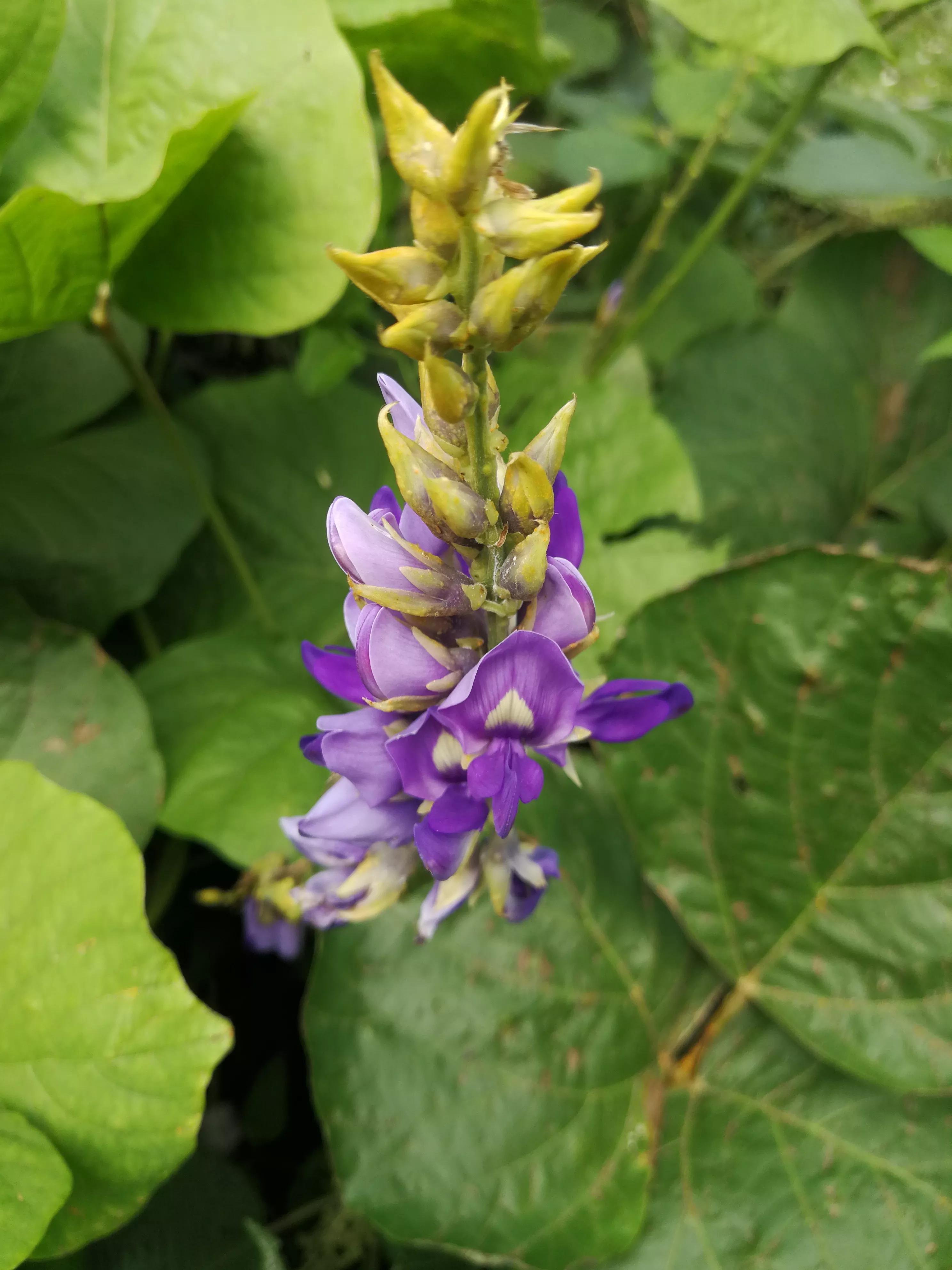 葛根圖片，探尋傳統(tǒng)藥材的魅力與特色，探尋葛根藥材的魅力與特色，精美圖片一覽