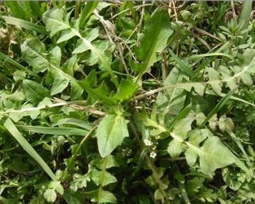 薺菜，神奇的自然寶藏，它的功效與作用你了解嗎？，薺菜，自然中的寶藏，神奇功效與作用揭秘！