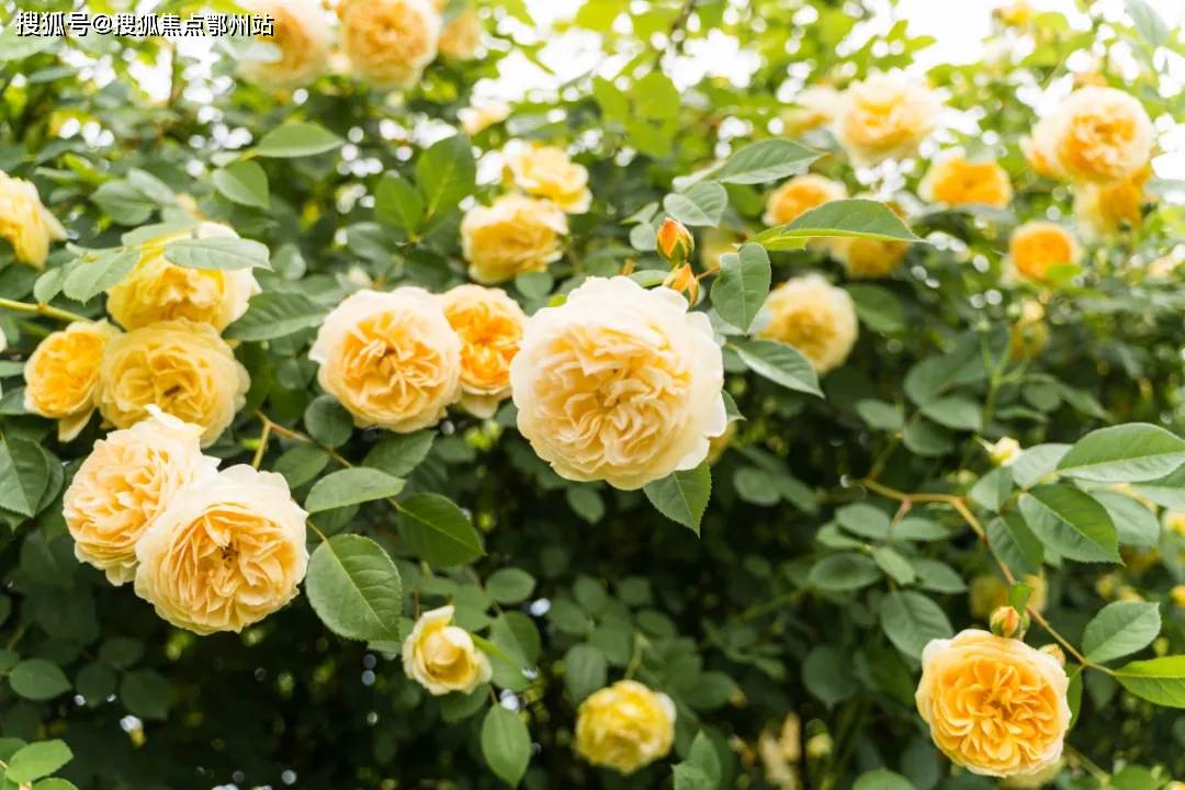 關(guān)于中國陸軍十三集團(tuán)軍軍部地址及代碼的詳細(xì)介紹，中國陸軍十三集團(tuán)軍軍部地址及代碼詳解