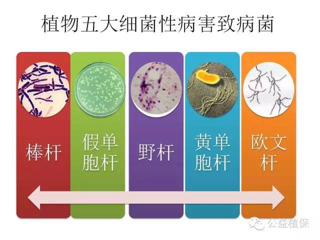 深入了解細菌性感染的差異，細菌性的區(qū)別解析，細菌性感染的深度解析與差異探討