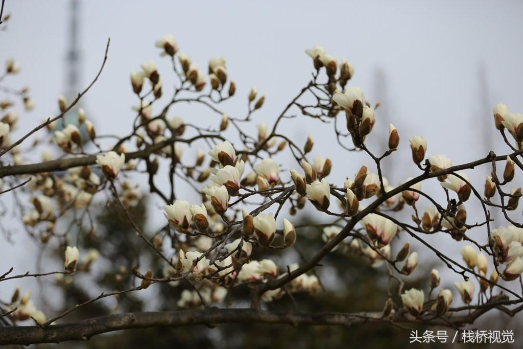 丁香的功效與作用，深入了解中藥之瑰寶，丁香的藥效揭秘，中藥瑰寶的深入解析