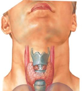 女性甲狀腺的早期癥狀及其重要性，了解、預防與治療，女性甲狀腺早期癥狀解析，認識、預防與治療的重要性