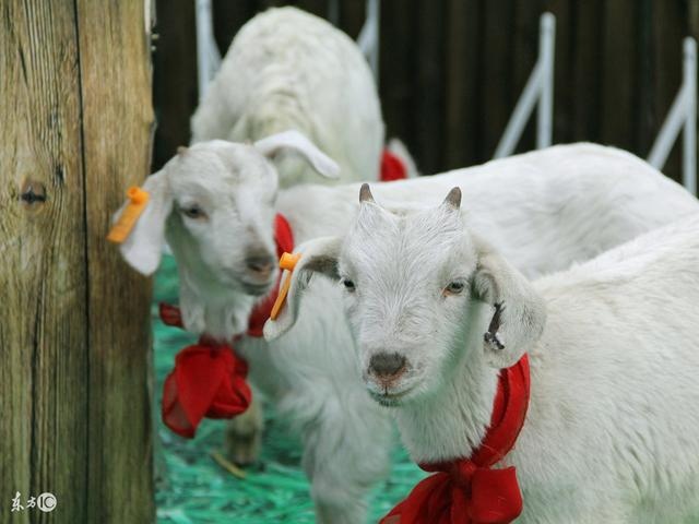 澳門今晚開三肖兔羊蛇，揭秘生肖運(yùn)勢與風(fēng)水預(yù)測，澳門今晚生肖運(yùn)勢揭秘，兔羊蛇三肖與風(fēng)水預(yù)測大揭秘