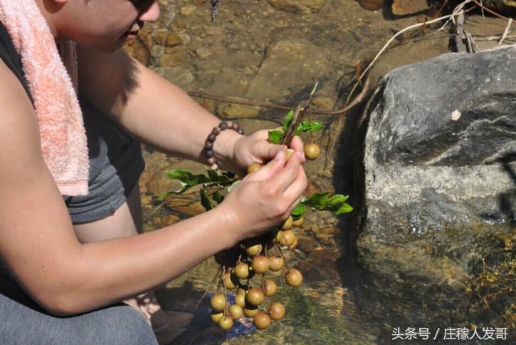 澳門水果爺爺正版，探尋最地道的美味水果故事，澳門水果爺爺正版，探尋最地道的美味水果傳奇故事