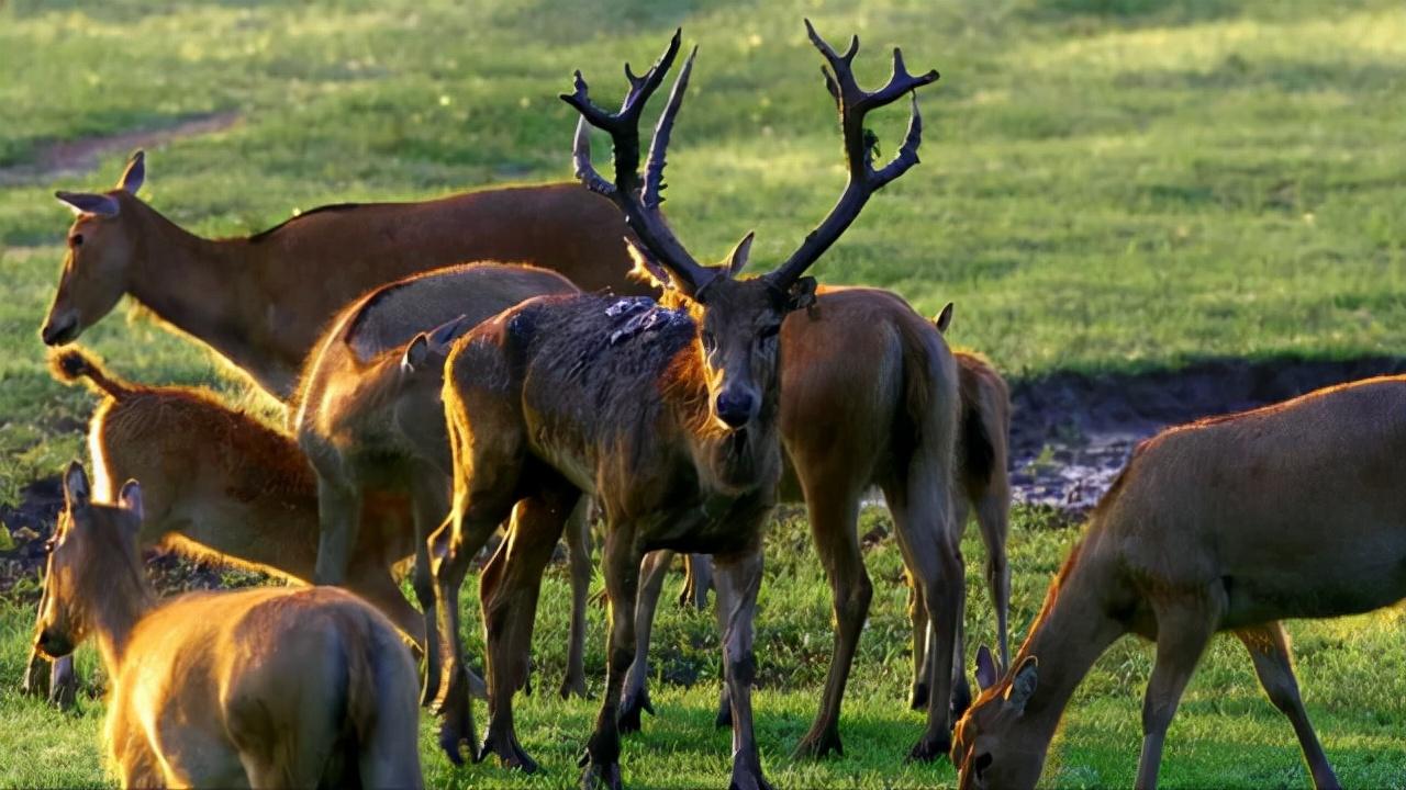 今天正版四不像，深度解析與獨特體驗，正版四不像的深度解析與獨特體驗