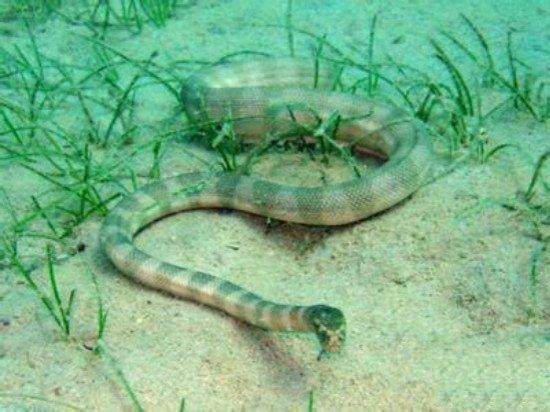 牙神經(jīng)疼立刻止疼16秒，有效方法與技巧，快速緩解牙神經(jīng)痛，16秒止疼的有效方法與技巧