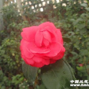 探索狀元紅彩官網(wǎng)，最新動(dòng)態(tài)與特色亮點(diǎn)，探索狀元紅彩官網(wǎng)，最新動(dòng)態(tài)與特色亮點(diǎn)全解析