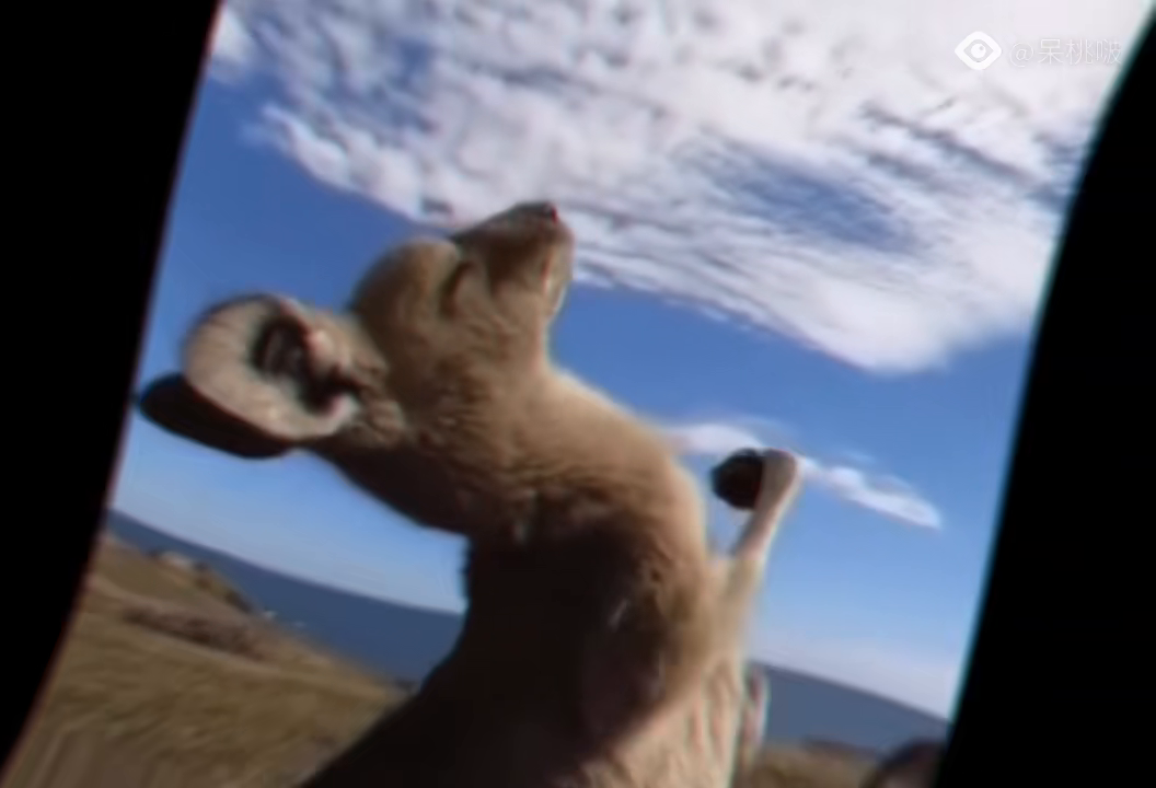 一肖不像必中，揭秘彩票預(yù)測的真相與策略，揭秘彩票預(yù)測真相與策略，一肖不像也能中獎的奧秘