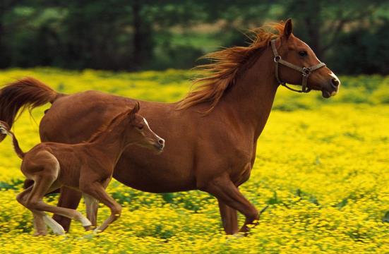 澳門天天開馬結(jié)果出來，探索賽馬文化與傳統(tǒng)魅力，澳門賽馬結(jié)果揭曉，探尋賽馬文化與傳統(tǒng)魅力