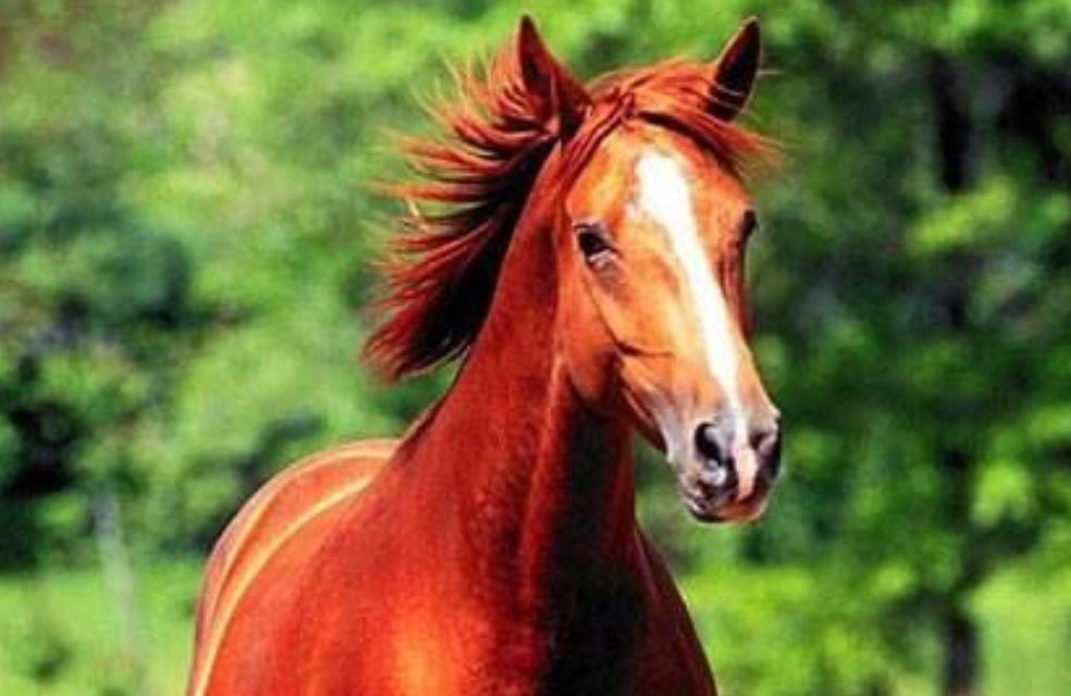 一馬中特內(nèi)部精準資料免費大公開，揭秘獨家策略與秘籍，獨家揭秘，一馬中特內(nèi)部精準資料大公開，策略秘籍免費分享