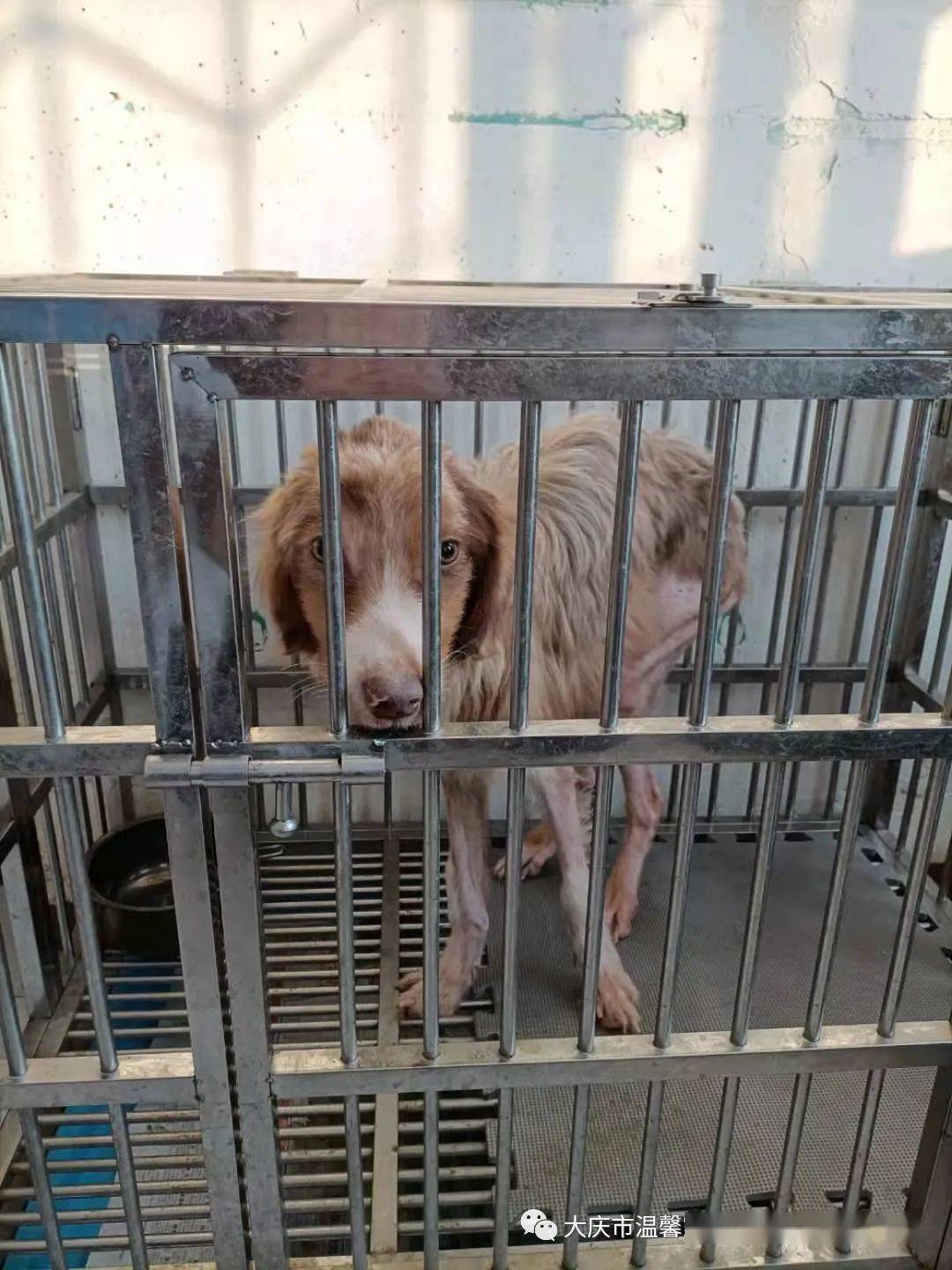 新澳門一碼一肖一待一中四不像的奧秘與探索，澳門一碼一肖一待一中四不像奧秘揭秘與探索