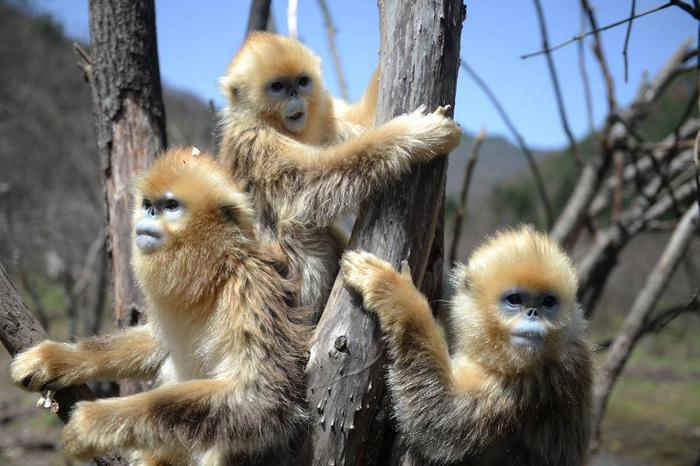 美猴王中王一肖，探尋背后的故事與奧秘，美猴王中王一肖，背后的故事與奧秘探尋