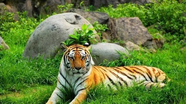 揭秘謎底，茂密森林王中王猜一生肖，揭秘森林之王生肖之謎，生肖之王中的王者猜謎揭曉