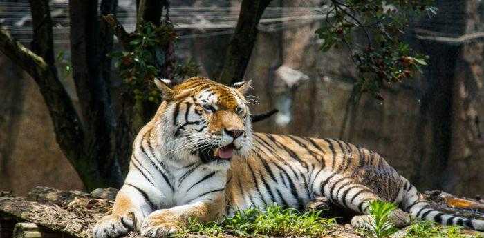 森林之王中王與生肖的奇妙結(jié)合——探尋生肖中的王者風(fēng)采，森林之王與生肖王者，探尋生肖中的王者風(fēng)采