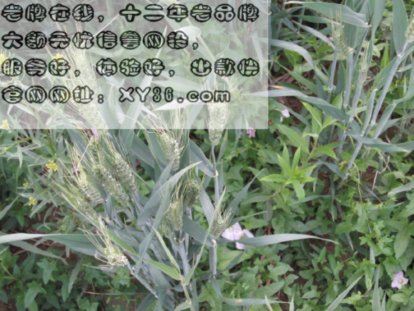 王中王一句中特肖，探尋生肖魅力與獨特價值，王中王特肖揭秘，探尋生肖魅力與獨特價值的奧秘