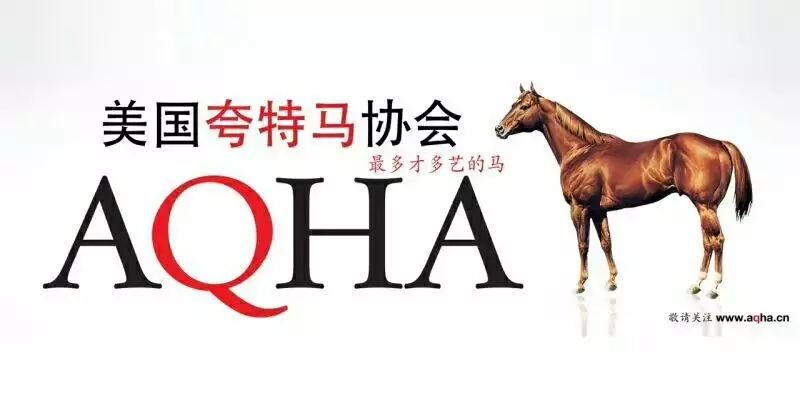 澳門碼今晚開什么特馬，探索澳門彩票的奧秘，澳門彩票探索，特馬奧秘與今晚開獎揭秘