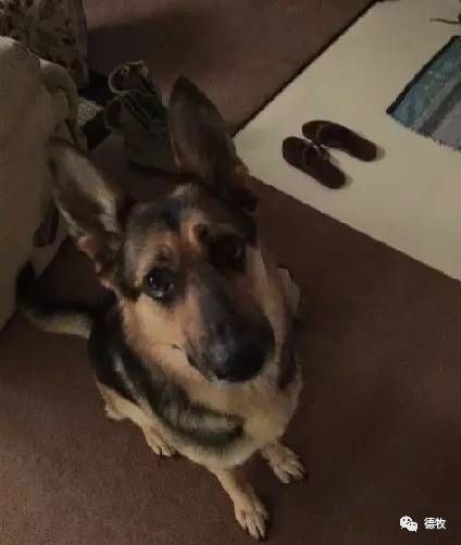 揭秘神秘的管家婆狗，探索數(shù)字世界中的新寵7777788888，揭秘神秘的管家婆狗，數(shù)字世界新寵揭秘 7777788888背后的秘密