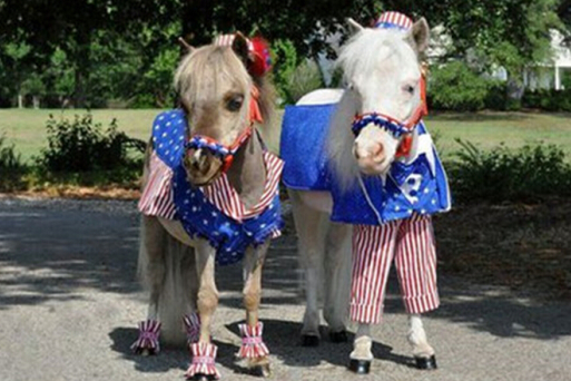 王中王一肖與馬中特的獨特魅力，深度解析，王中王一肖與馬中特，獨特魅力深度解析