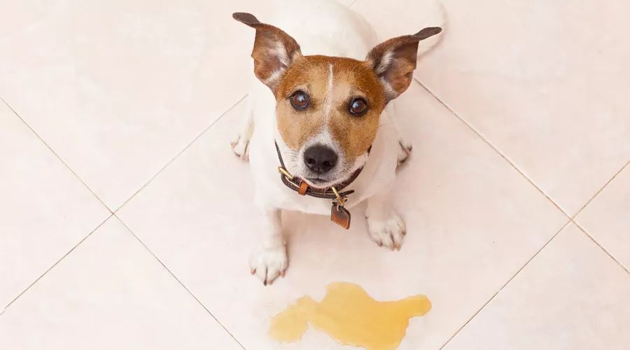 澳門今期正版四不像圖片尋找指南，澳門今期正版四不像圖片探索指南