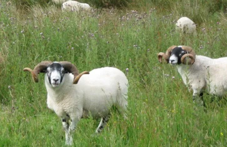 今晚澳門開三肖兔羊蛇，揭秘生肖運(yùn)勢(shì)與風(fēng)水預(yù)測(cè)的魅力，揭秘生肖運(yùn)勢(shì)與風(fēng)水預(yù)測(cè)魅力，今晚澳門開三肖兔羊蛇展望